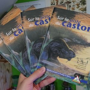 Sur la piste du castor